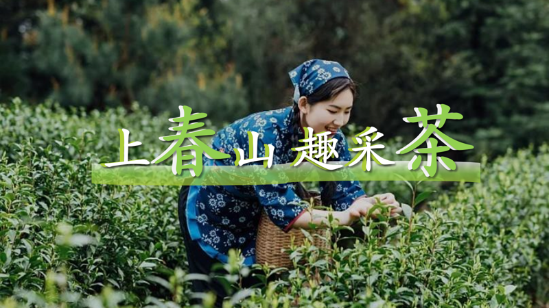 成(cheng)都團(tuán)建(jian)|采茶團(tuán)建(jian)1日(ri)，上春山(shān)趣采茶